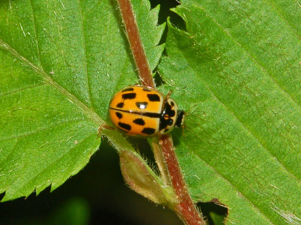 Una banale coccinella